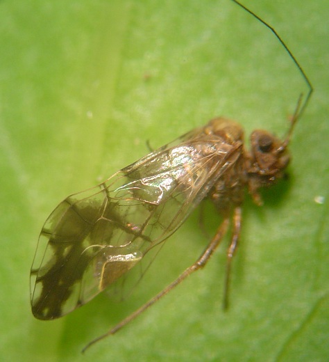 PSOCOPTERA FROM PANAM